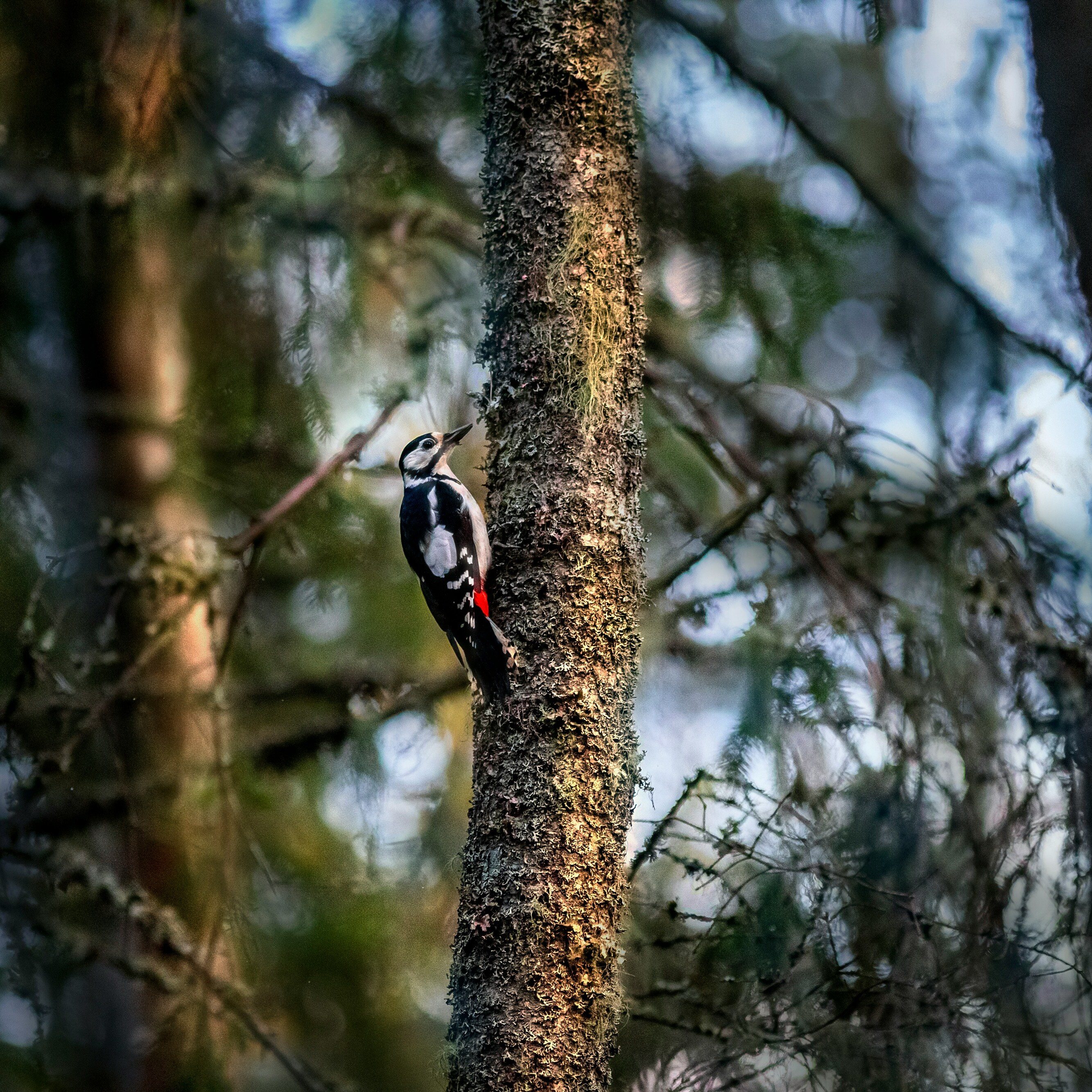 iNaturalist Nature Walk - logo